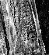 Icicle 13-3009  bw